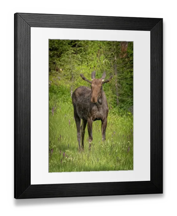 Framed Print : USA, Colorado, Cameron Pass. Bull moose close-up