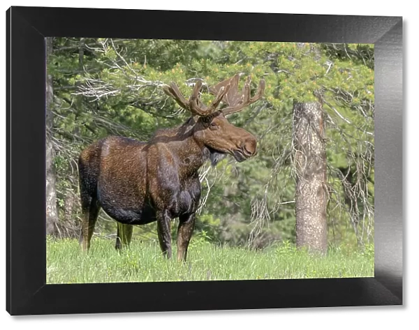Bull moose USA, Colorado, Cameron Pass
