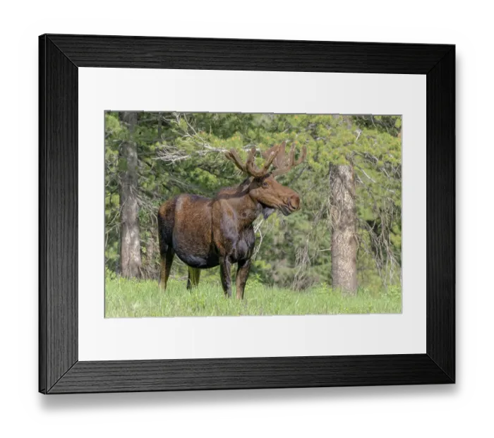 Framed Print : Bull moose USA, Colorado, Cameron Pass