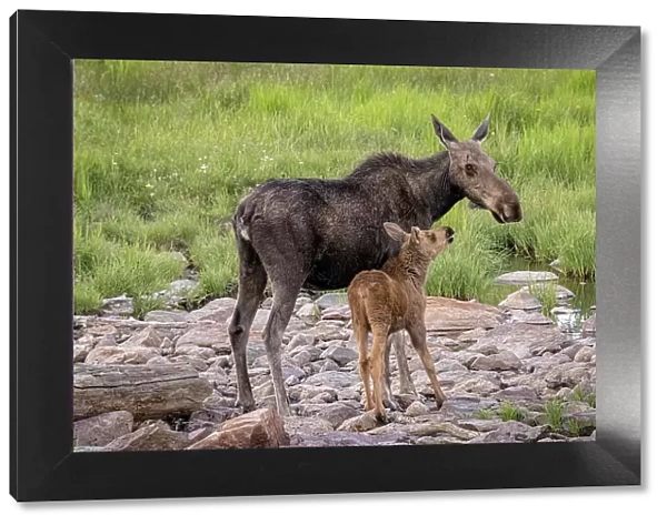 USA, Colorado, Cameron Pass. Female moose with calf