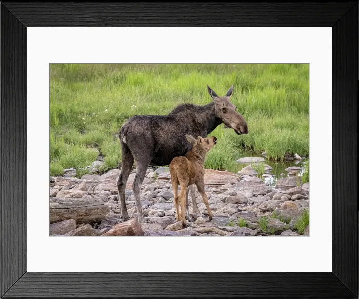 Framed Print : USA, Colorado, Cameron Pass. Female moose with calf