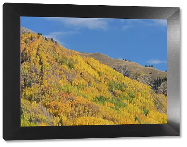 USA, Colorado, Uncompahgre National Forest. Aspens on mountainside in autumn