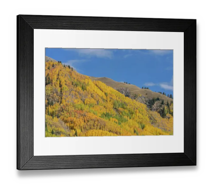 Framed Print : USA, Colorado, Uncompahgre National Forest. Aspens on mountainside in autumn Framed Print : USA, Colorado, Uncompahgre National Forest. Aspens on mountainside in autumn