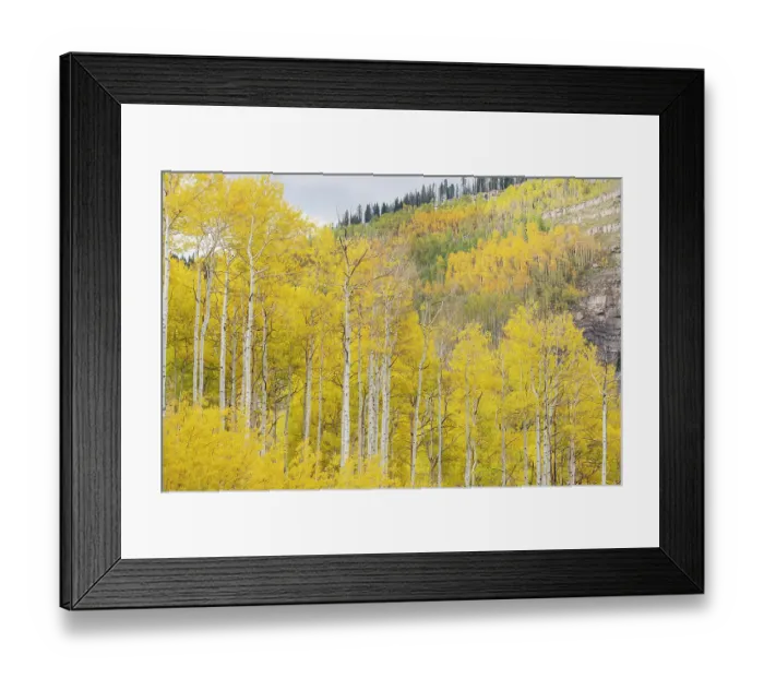 Framed Print : USA, Colorado, Uncompahgre National Forest. Aspens on mountainside in autumn Framed Print : USA, Colorado, Uncompahgre National Forest. Aspens on mountainside in autumn