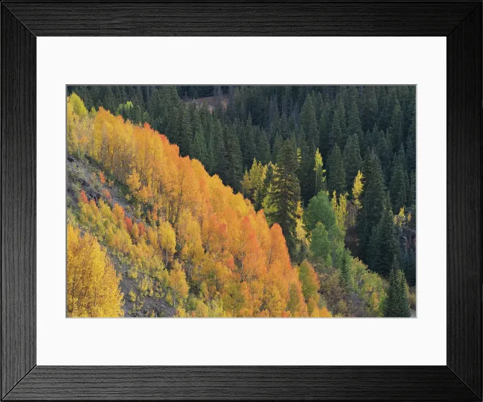 Framed Print : USA, Colorado, Uncompahgre National Forest. Aspens on mountainside in autumn Framed Print : USA, Colorado, Uncompahgre National Forest. Aspens on mountainside in autumn