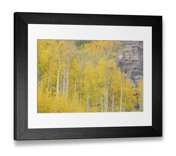 Framed Print : USA, Colorado, Uncompahgre National Forest. Aspen trees in autumn colors