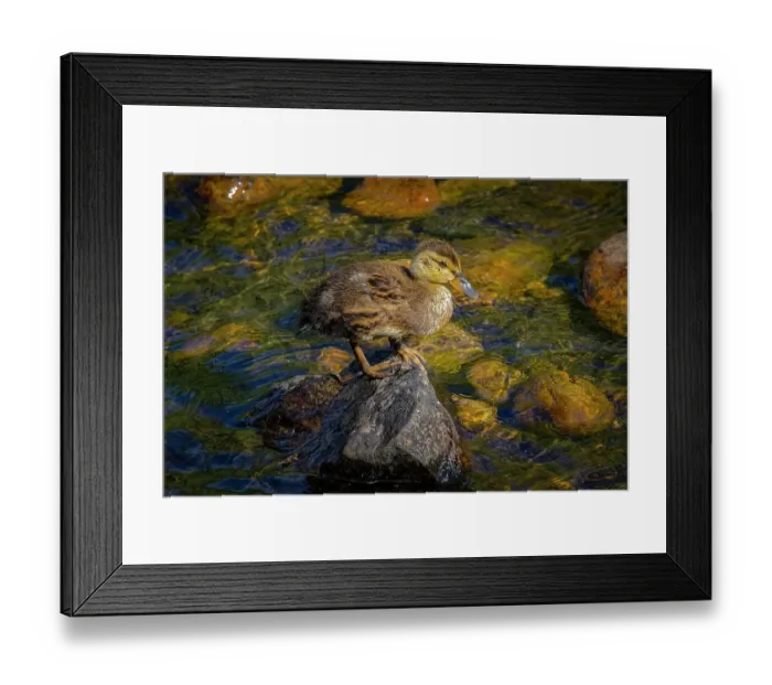 Framed Print : USA, Colorado, Fort Collins. Mallard duckling on rock in stream Framed Print : USA, Colorado, Fort Collins. Mallard duckling on rock in stream