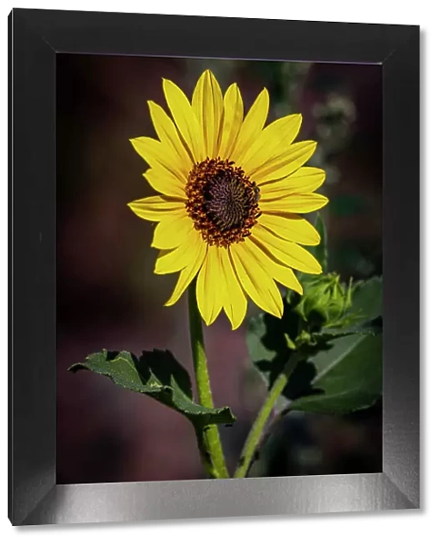 USA, Colorado, Fort Collins. Wild sunflower close-up