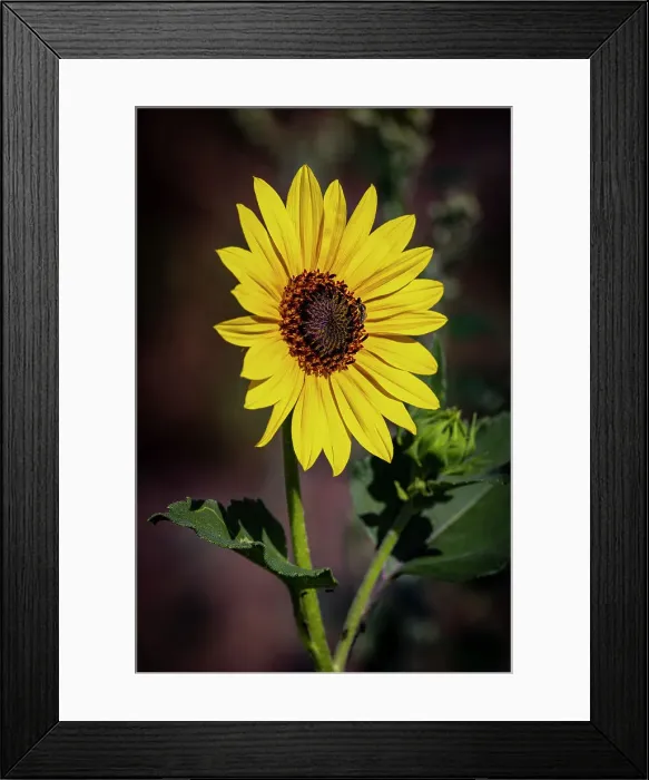 Framed Print : USA, Colorado, Fort Collins. Wild sunflower close-up Framed Print : USA, Colorado, Fort Collins. Wild sunflower close-up