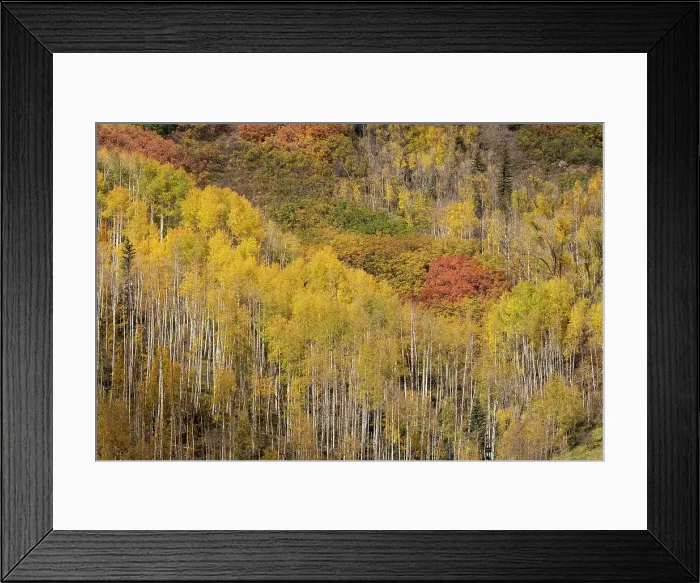 Framed Print : USA, Colorado, Uncompahgre National Forest. Aspens on mountainside in autumn Framed Print : USA, Colorado, Uncompahgre National Forest. Aspens on mountainside in autumn