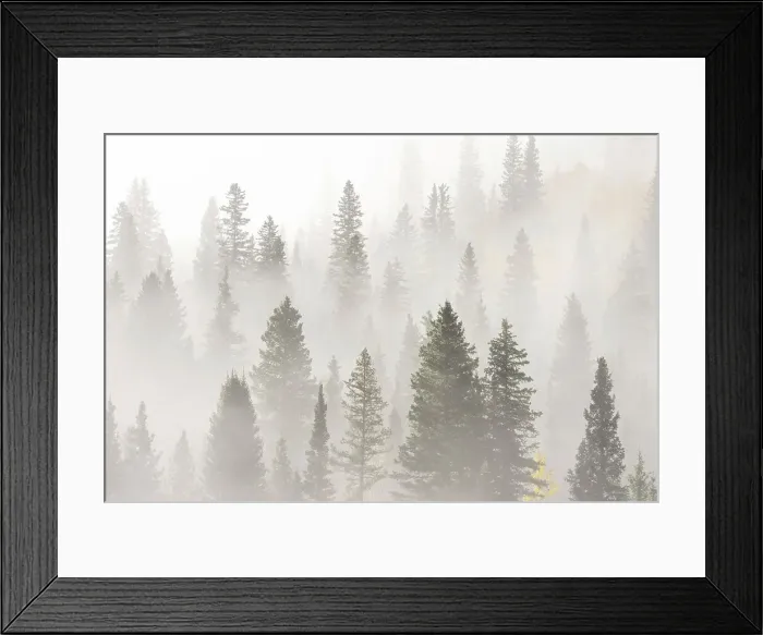 Framed Print : USA, Colorado, San Juan Mountains. Sunrise fog in forest Framed Print : USA, Colorado, San Juan Mountains. Sunrise fog in forest