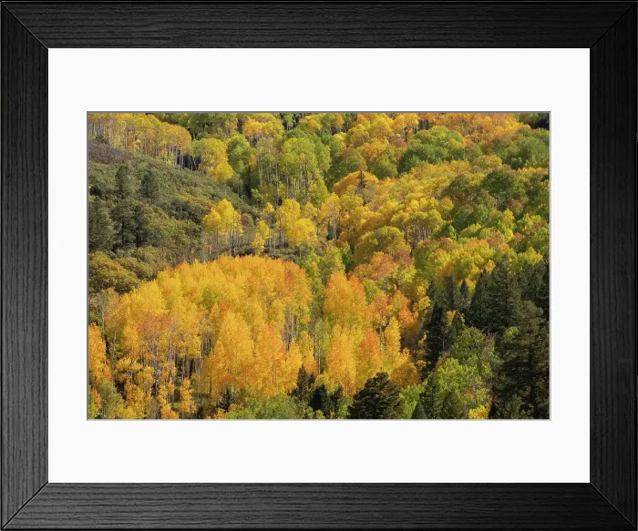 Framed Print : USA, Colorado, Uncompahgre National Forest. Aspens on mountainside in autumn Framed Print : USA, Colorado, Uncompahgre National Forest. Aspens on mountainside in autumn