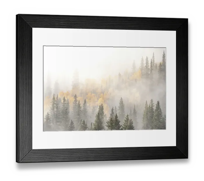 Framed Print : USA, Colorado, San Juan Mountains. Sunrise fog in forest