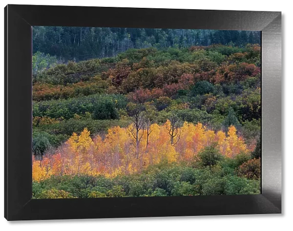 USA, Colorado, Uncompahgre National Forest. Sunset on forest and yellow aspen grove