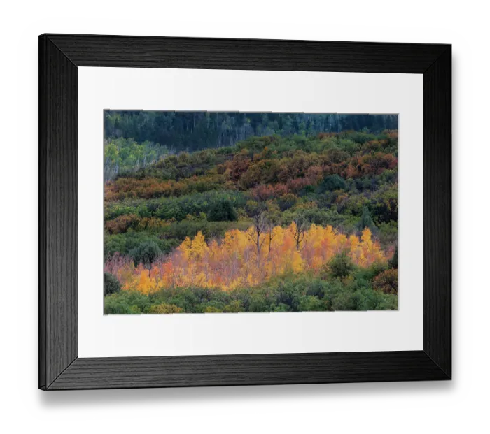 Framed Print : USA, Colorado, Uncompahgre National Forest. Sunset on forest and yellow aspen grove