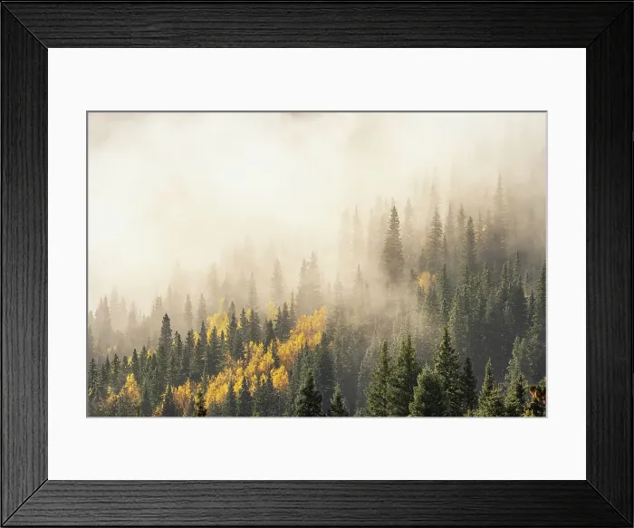 Framed Print : USA, Colorado, San Juan Mountains. Sunrise fog in forest Framed Print : USA, Colorado, San Juan Mountains. Sunrise fog in forest