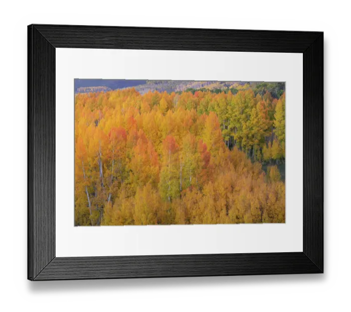 Framed Print : USA, Colorado, Uncompahgre National Forest. Sunset glow on aspen forest in autumn Framed Print : USA, Colorado, Uncompahgre National Forest. Sunset glow on aspen forest in autumn
