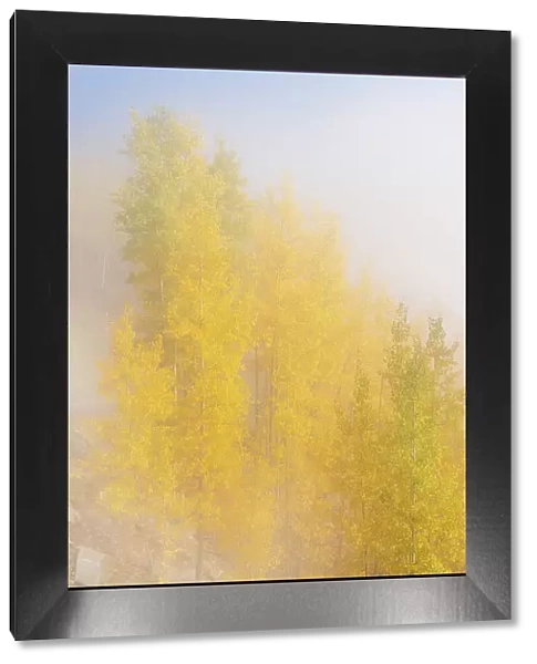 USA, Colorado, Uncompahgre National Forest. Fog on aspen grove in autumn