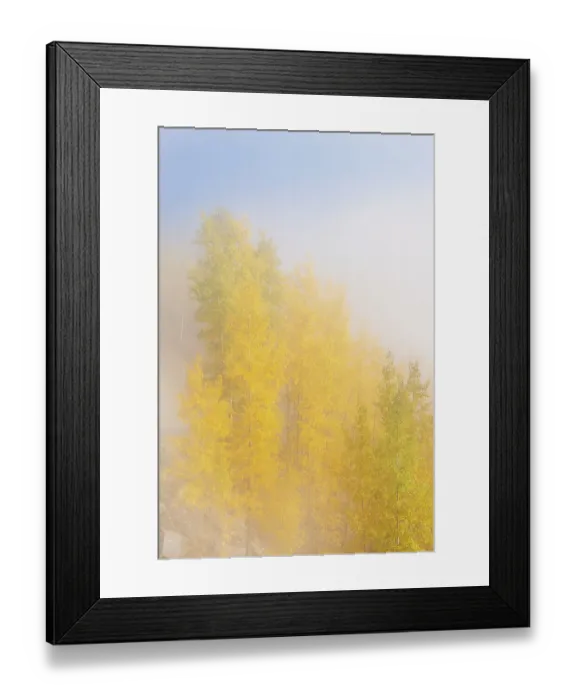 Framed Print : USA, Colorado, Uncompahgre National Forest. Fog on aspen grove in autumn