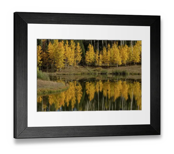 Framed Print : USA, Colorado, Uncompahgre National Forest. Aspen grove reflects in pond