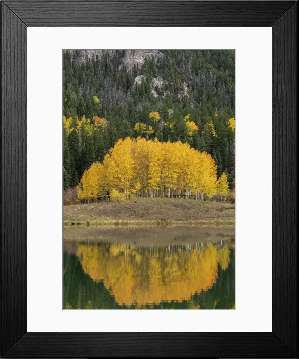 Framed Print : USA, Colorado, Uncompahgre National Forest. Aspen grove reflects in calm lake