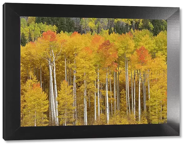 USA, Colorado, Uncompahgre National Forest. Aspen trees in autumn colors