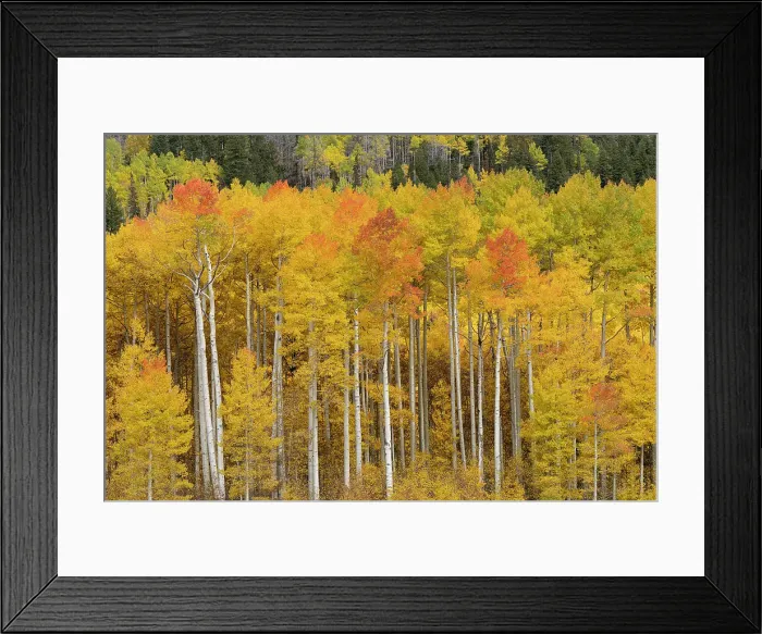 Framed Print : USA, Colorado, Uncompahgre National Forest. Aspen trees in autumn colors Framed Print : USA, Colorado, Uncompahgre National Forest. Aspen trees in autumn colors