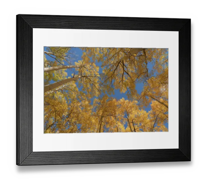 Framed Print : USA, Colorado, Uncompahgre National Forest. Looking skyward at aspens in autumn Framed Print : USA, Colorado, Uncompahgre National Forest. Looking skyward at aspens in autumn