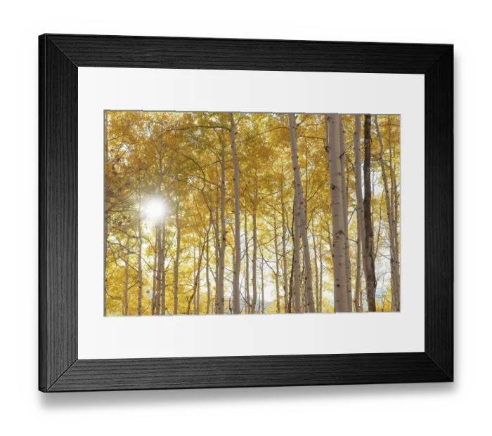 Framed Print : USA, Colorado, Gunnison National Forest. Sunburst on aspen grove Framed Print : USA, Colorado, Gunnison National Forest. Sunburst on aspen grove