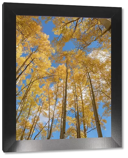 USA, Colorado, Uncompahgre National Forest. Looking skyward at aspens in autumn