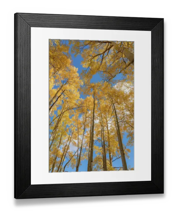 Framed Print : USA, Colorado, Uncompahgre National Forest. Looking skyward at aspens in autumn Framed Print : USA, Colorado, Uncompahgre National Forest. Looking skyward at aspens in autumn