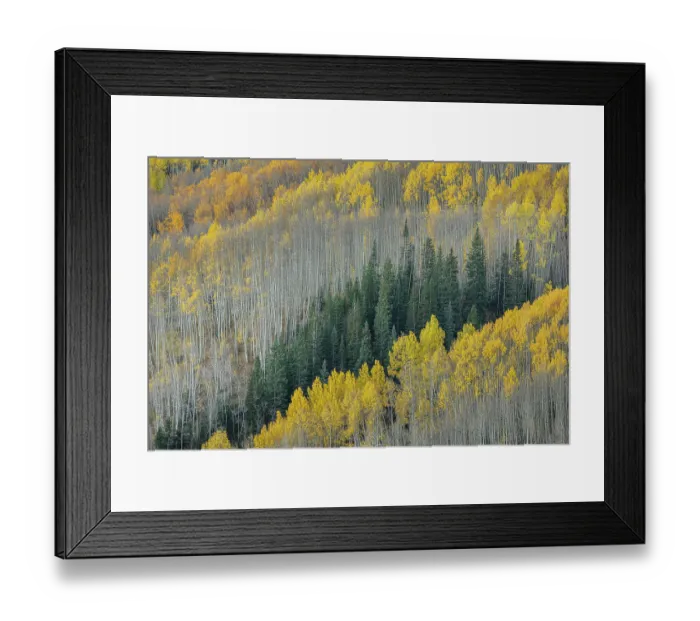 Framed Print : USA, Colorado, Gunnison National Forest. Aspen forest in West Elk Wilderness
