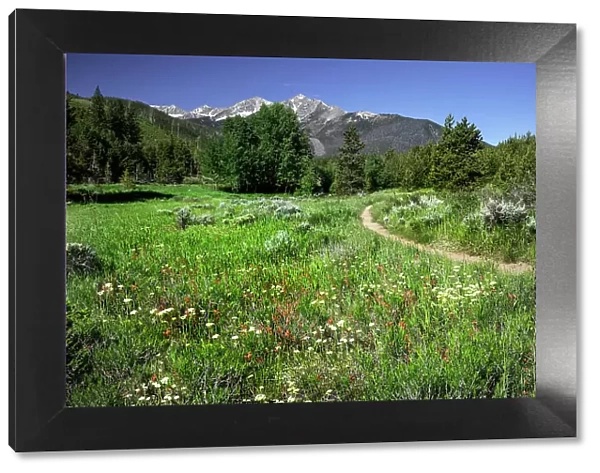 USA, Colorado. Trail through wildflower meadow and mountain peaks in White River National Forest