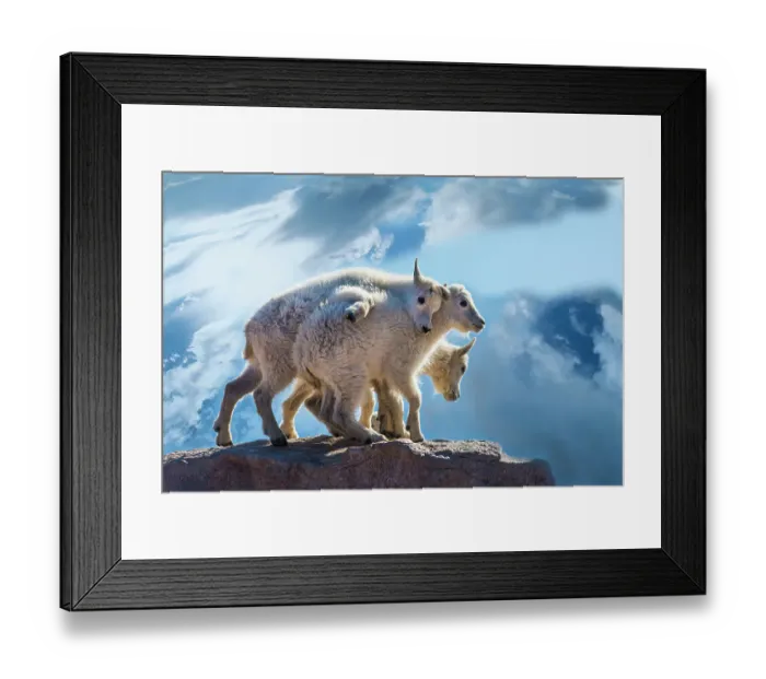 Framed Print : USA, Colorado, Mt. Evans. Mountain goat babies on rock Framed Print : USA, Colorado, Mt. Evans. Mountain goat babies on rock