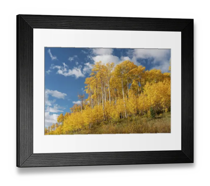 Framed Print : USA, Colorado, Uncompahgre National Forest. Aspen grove in autumn Framed Print : USA, Colorado, Uncompahgre National Forest. Aspen grove in autumn