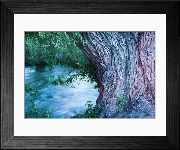 Framed Print : USA, Colorado. Close-up of tree and Arkansas River in Salida Framed Print : USA, Colorado. Close-up of tree and Arkansas River in Salida