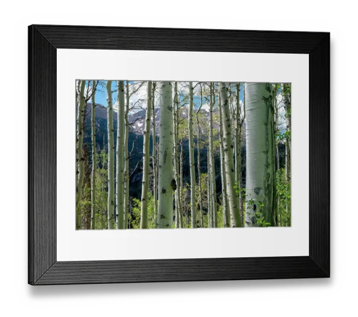Framed Print : USA, Colorado. Aspen trees in White River National Forest Framed Print : USA, Colorado. Aspen trees in White River National Forest