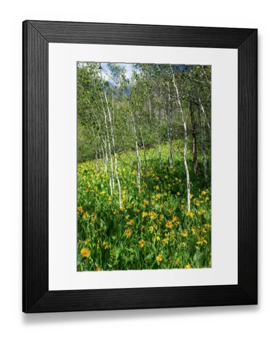 Framed Print : USA, Colorado. Wildflower meadow in White River National Forest Framed Print : USA, Colorado. Wildflower meadow in White River National Forest