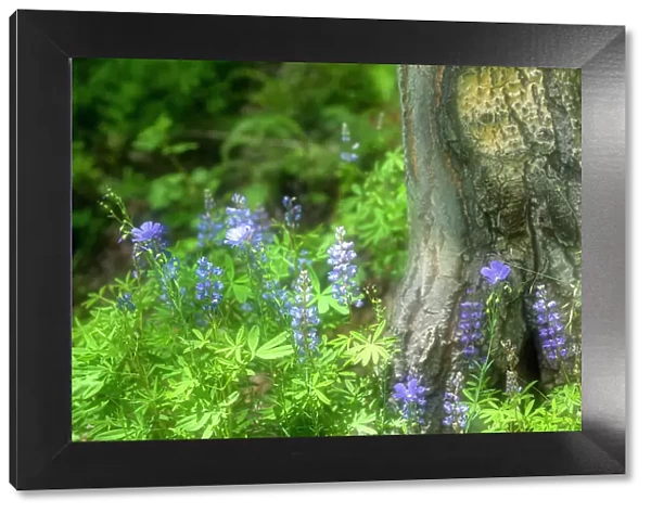 Soft composite of blue lupine growing around base of tree in Colorado