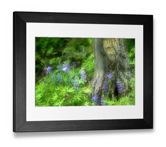 Framed Print : Soft composite of blue lupine growing around base of tree in Colorado Framed Print : Soft composite of blue lupine growing around base of tree in Colorado