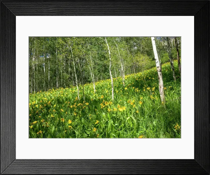 Framed Print : USA, Colorado. Wildflower meadow in White River National Forest Framed Print : USA, Colorado. Wildflower meadow in White River National Forest
