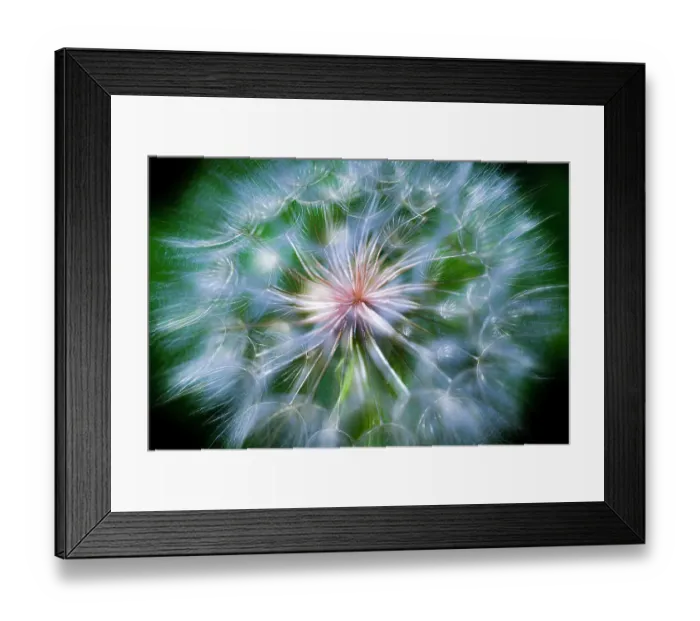 Framed Print : Close-up of the giant dandelion looking plant called salsify in Colorado Framed Print : Close-up of the giant dandelion looking plant called salsify in Colorado