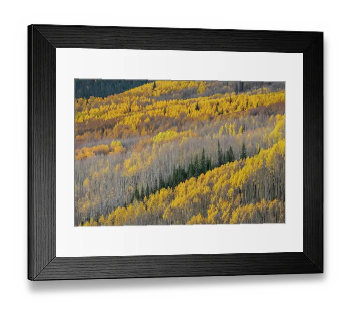 Framed Print : USA, Colorado, Gunnison National Forest. Aspen forest in West Elk Wilderness Framed Print : USA, Colorado, Gunnison National Forest. Aspen forest in West Elk Wilderness