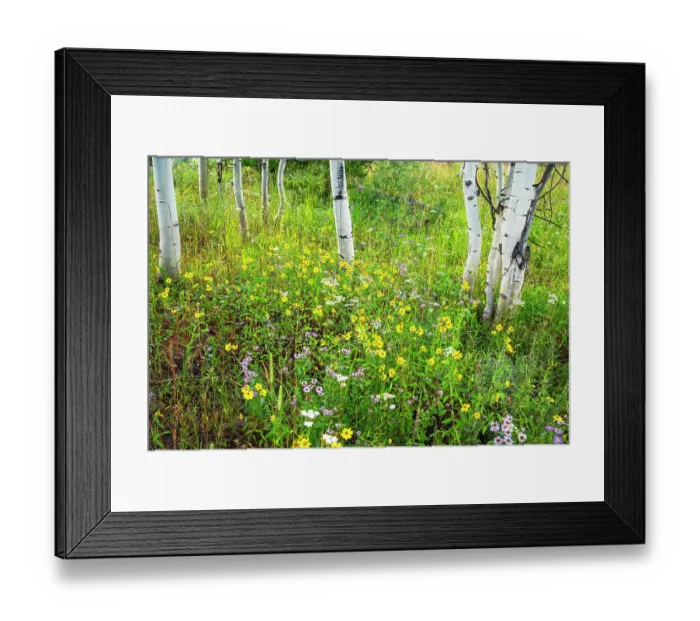 Framed Print : USA, Colorado. Colorful summer meadow of wildflowers and Aspens Framed Print : USA, Colorado. Colorful summer meadow of wildflowers and Aspens