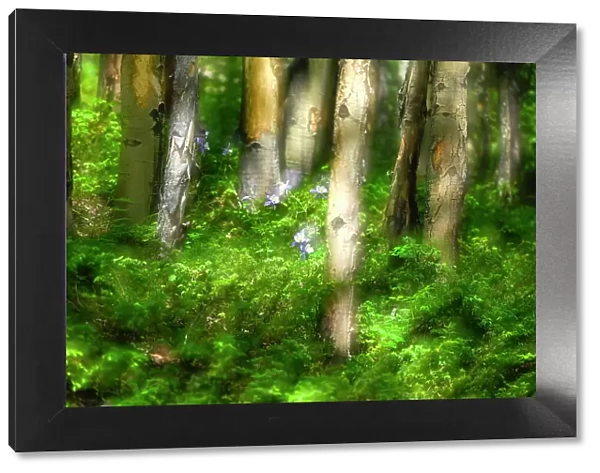 Forest of trees and wildflowers, Creative composite with soft focus