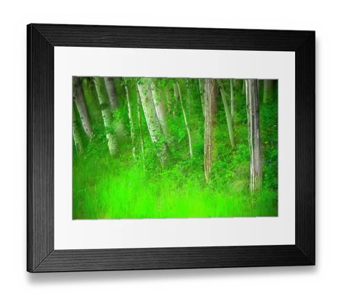 Framed Print : Forest of trees and grasses, Creative composite with soft focus