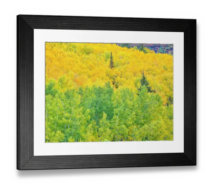 Framed Print : USA, Colorado, Aspen. Autumn Aspens and spruce trees Framed Print : USA, Colorado, Aspen. Autumn Aspens and spruce trees