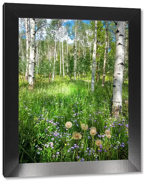 USA, Colorado. Wildflowers in a grove of Aspen trees