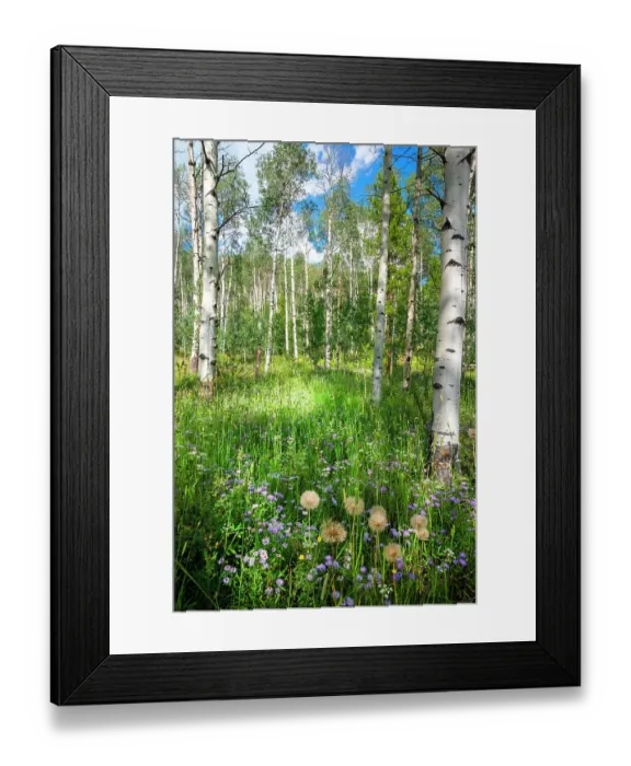 Framed Print : USA, Colorado. Wildflowers in a grove of Aspen trees Framed Print : USA, Colorado. Wildflowers in a grove of Aspen trees