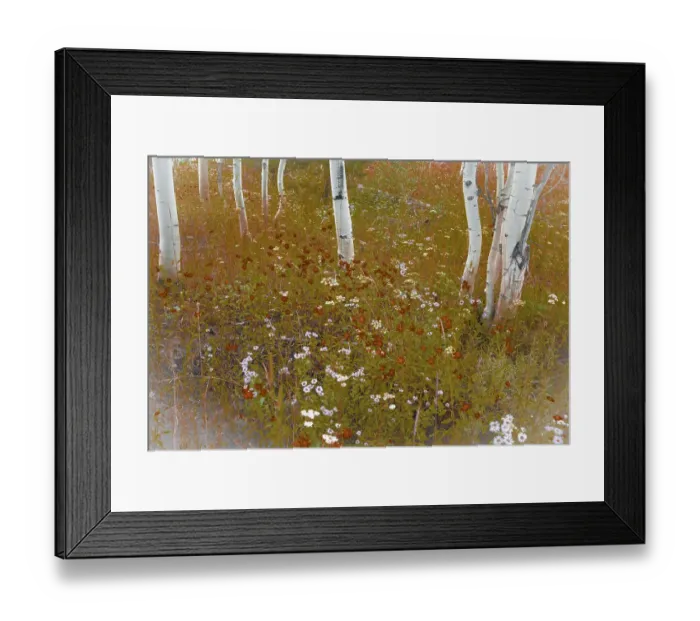 Framed Print : Wildflowers in an Aspen grove Framed Print : Wildflowers in an Aspen grove